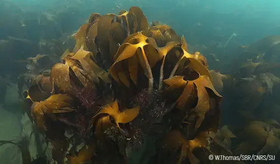 Algues sous marines